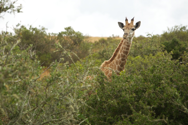Garden Route Game Lodge