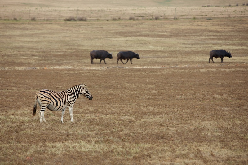 Garden Route Game Lodge