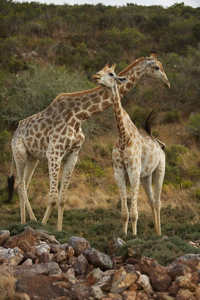 Garden Route Game Lodge
